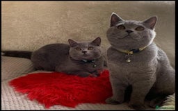 British Shorthair cats for sale: 2 x British Shorthair Cats GCCF BLH - Image 1