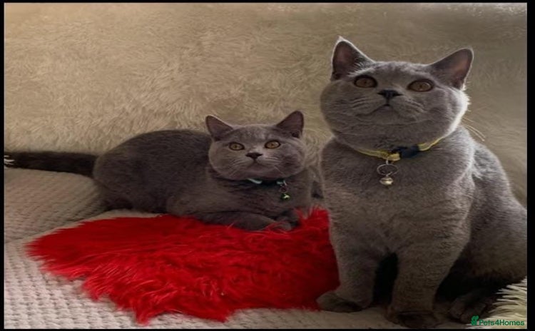 British Shorthair cats - Advert 12