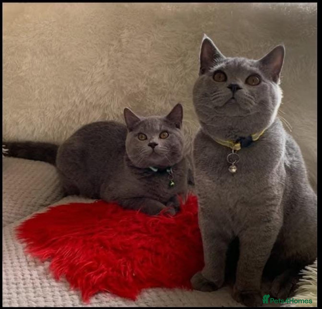 British Shorthair cats for sale: 2 x British Shorthair Cats GCCF BLH - Image 1