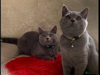 British Shorthair cats - Advert 12