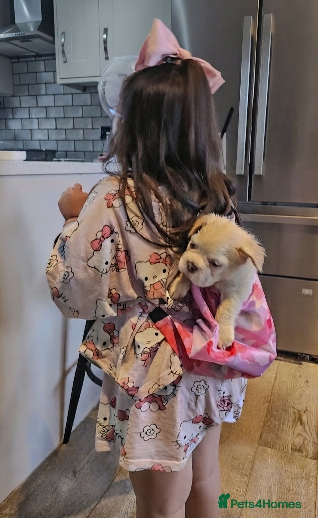 French Bulldog dogs Rare Fluffy Frenchies: KC Reg, Vet Checked. - Advert 2