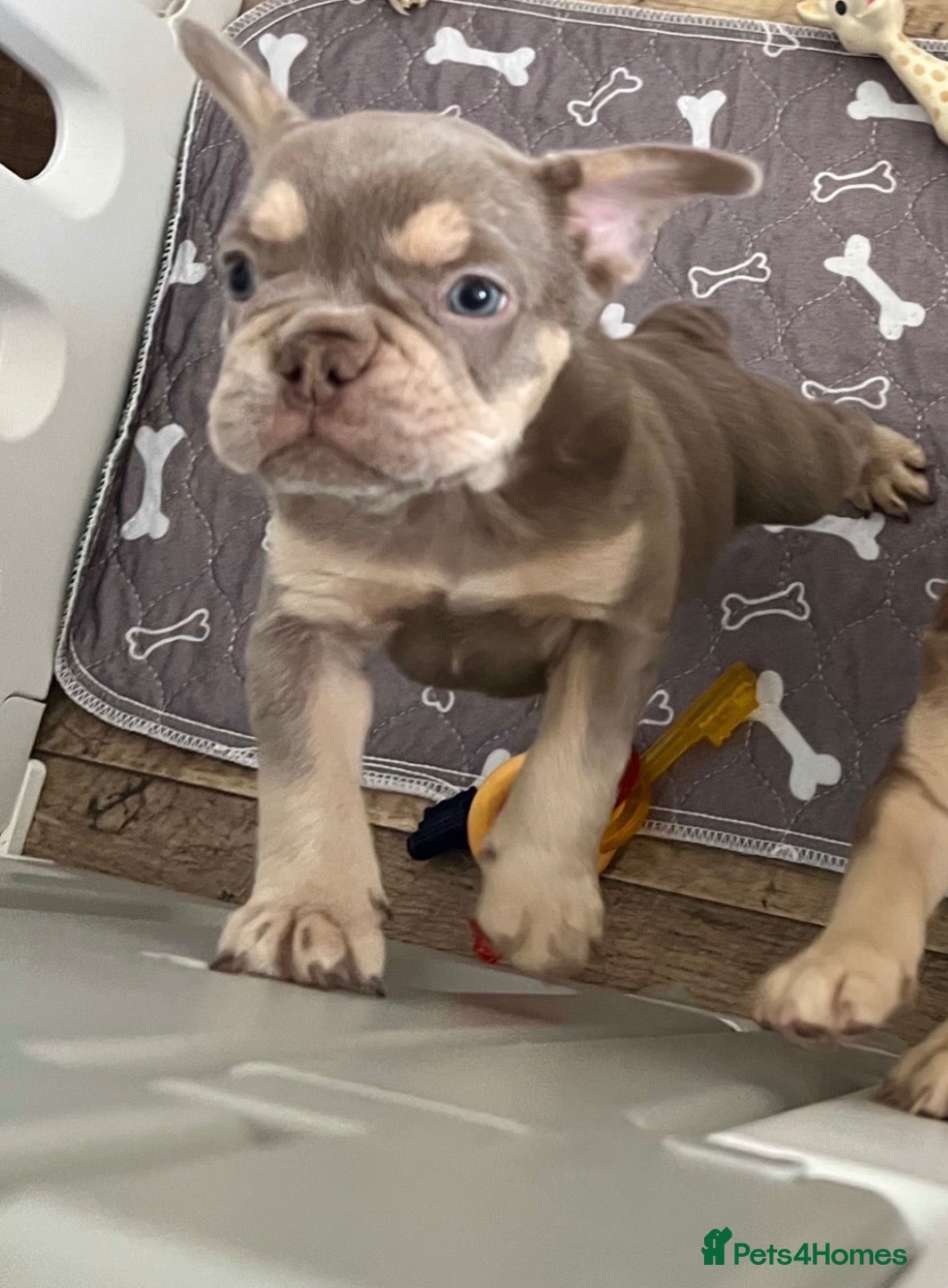 French Bulldog dogs KC French bulldog puppy  - Advert 1