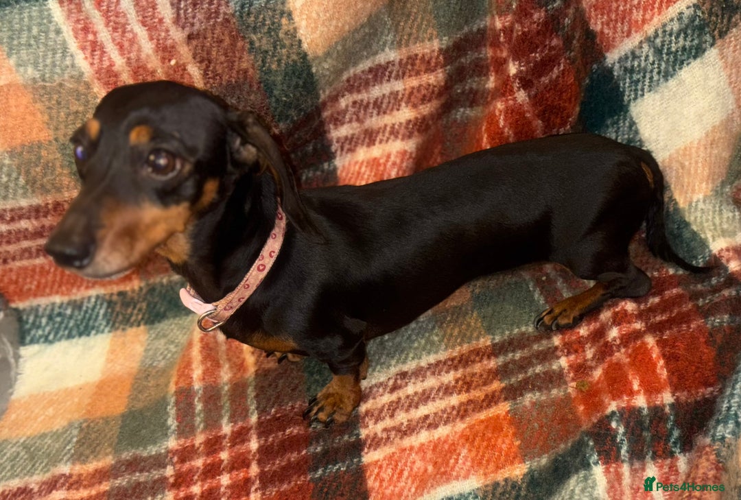 Miniature Dachshund dogs for sale: 🐶 beautiful tiny Dachshund puppies🐶 - Advert 23