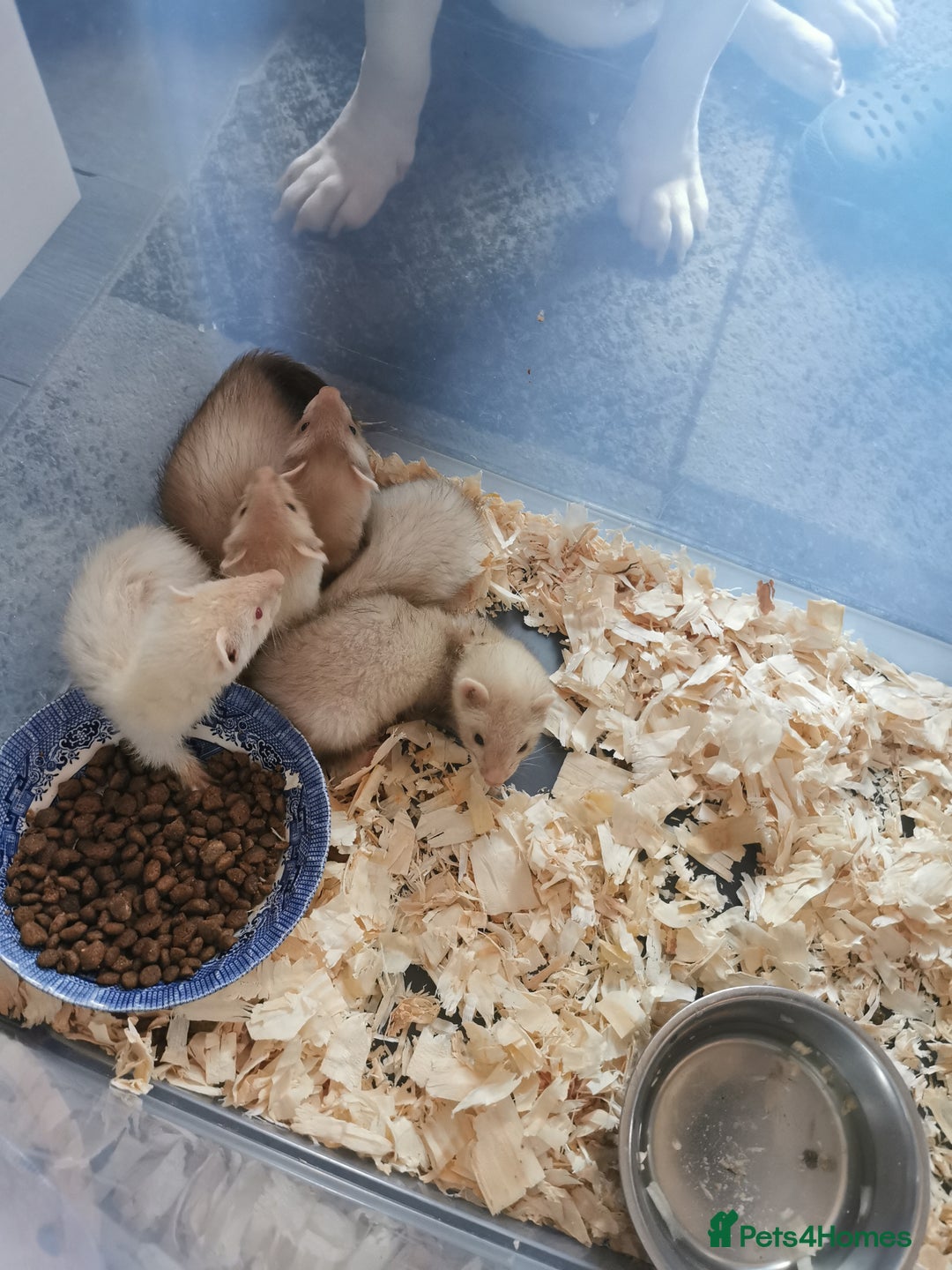 Ferret rodents for sale: Jill's  - Image 10