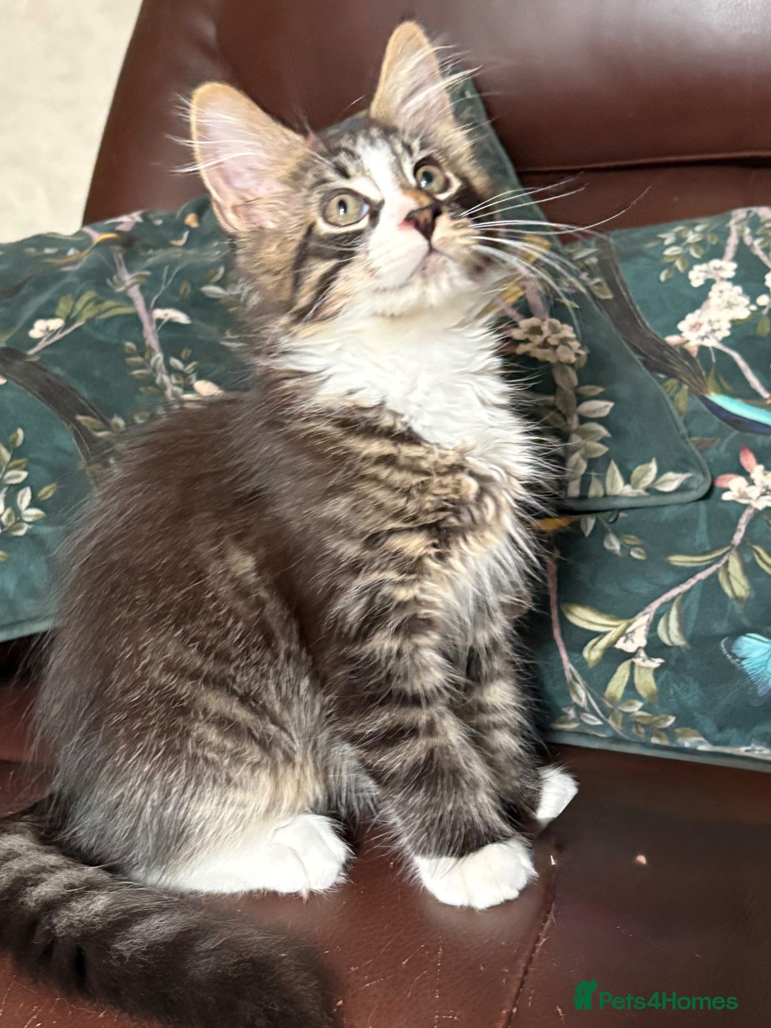 Maine Coon cats TICA Registered pedigree Maine Coon kittens - Advert 2