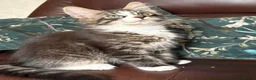 Maine Coon cats for sale: TICA Registered pedigree Maine Coon kittens - Advert 12