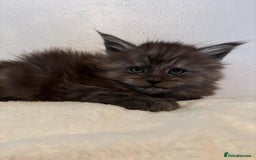 Maine Coon cats for sale: OUTSTANDING-HUGE-Red/Silver imported ACTIVE stud  - Image 6
