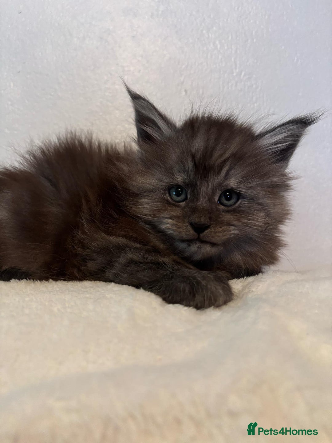 Maine Coon cats for sale: OUTSTANDING-HUGE-Red/Silver imported ACTIVE stud  - Image 6