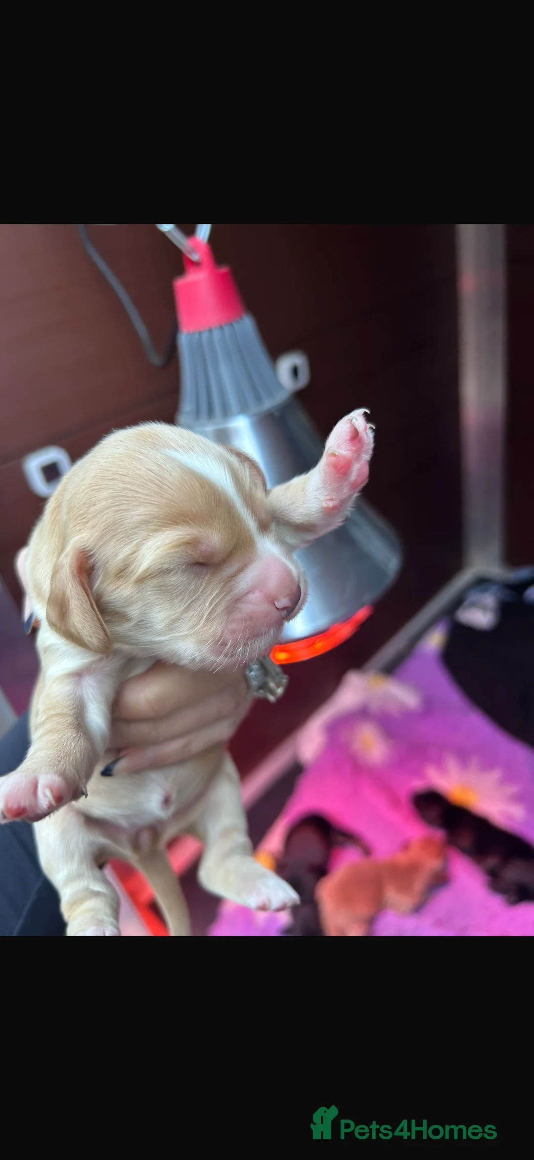 Cocker Spaniel dogs for sale: 4 stunning cocker spaniel babies for sale - Advert 7