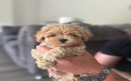 Maltipoo dogs for sale: F1 Maltipoo girl❤️ - Image 4