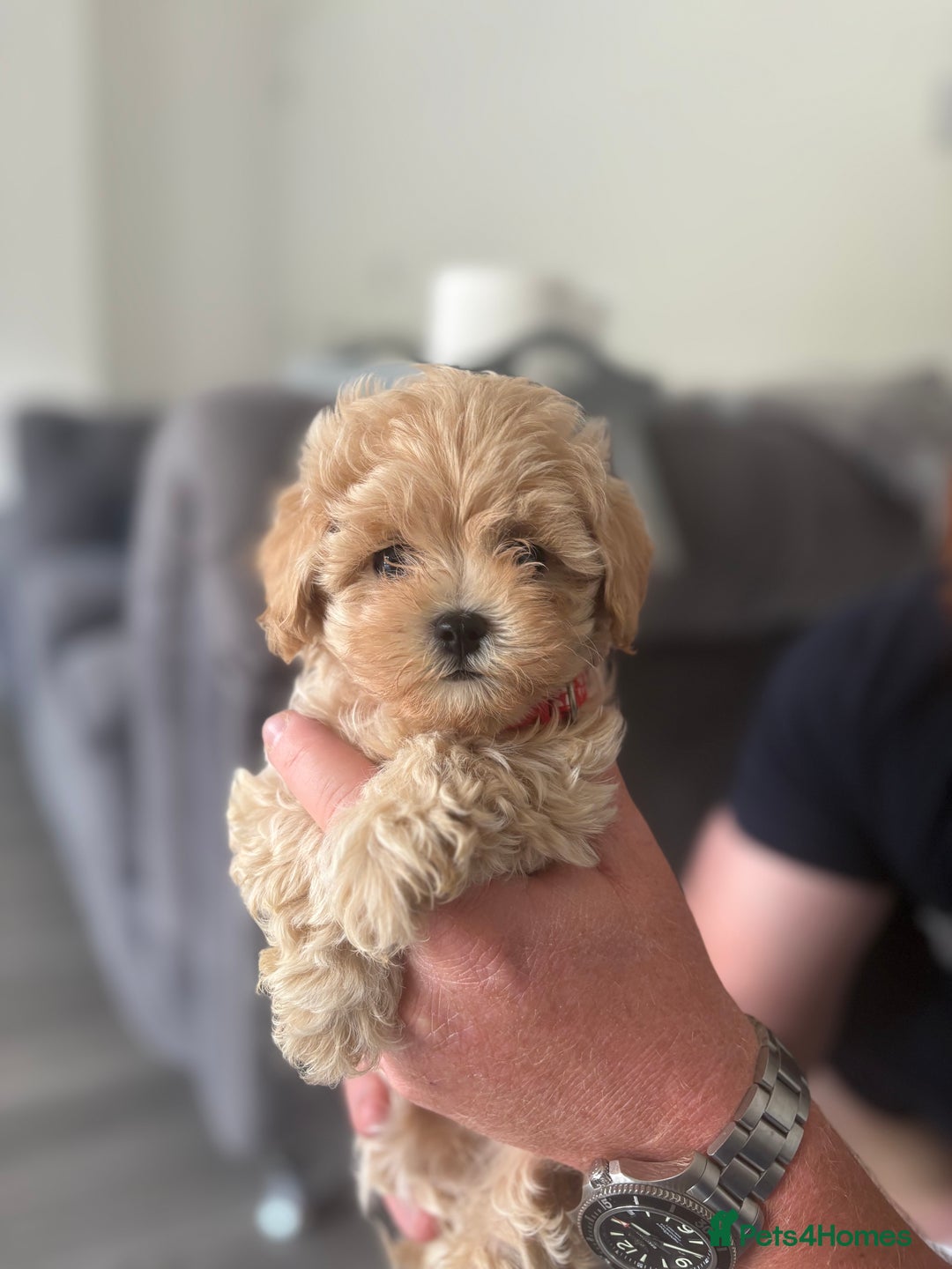 Maltipoo dogs for sale: F1 Maltipoo girl❤️ - Image 4