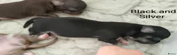 Chihuahua dogs for sale: Stunning long coat chihuahua puppies  - Advert 5