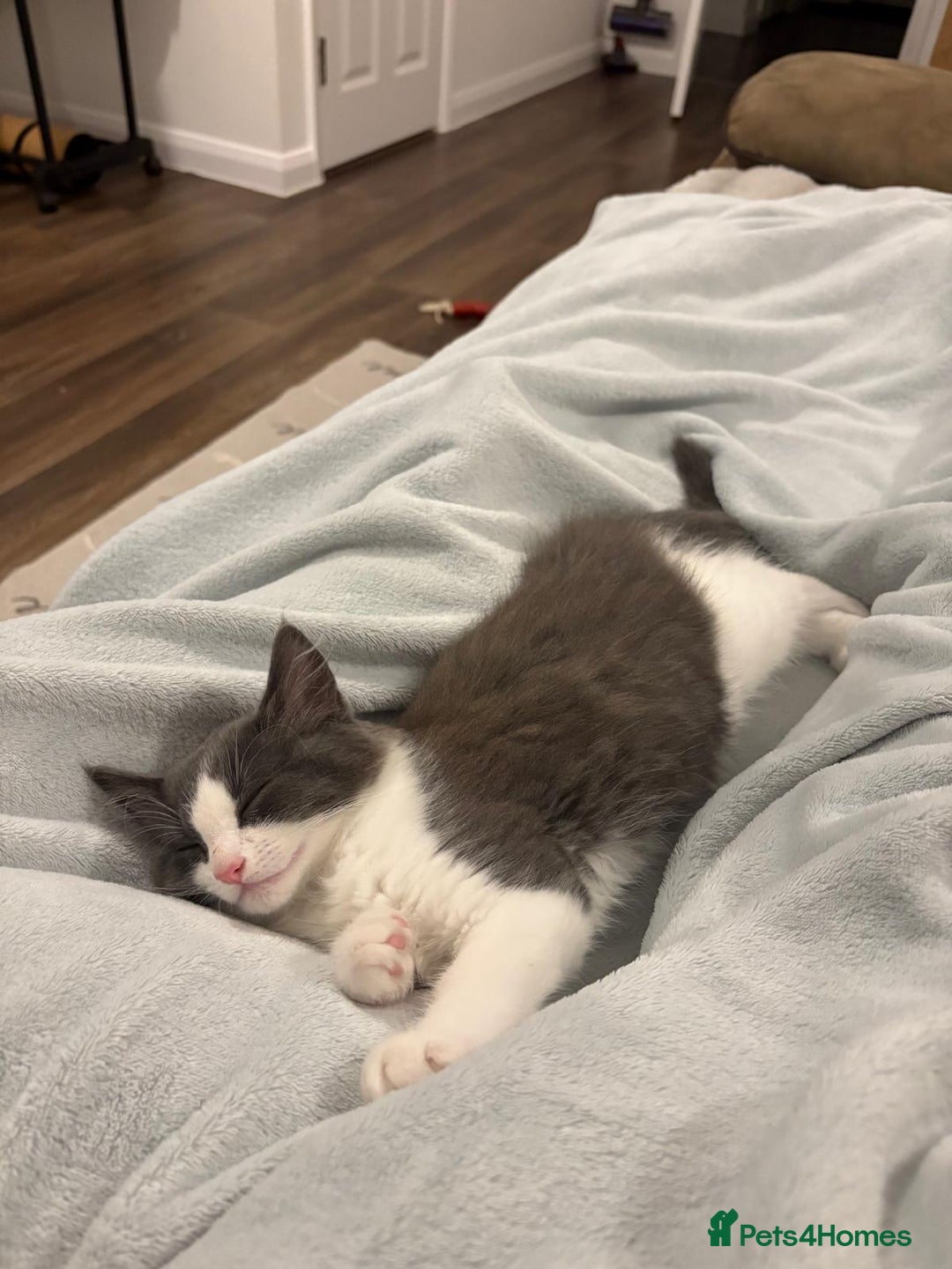 Domestic Shorthair cats for sale: Beautiful Grey & White Kitten for Sale - Image 2