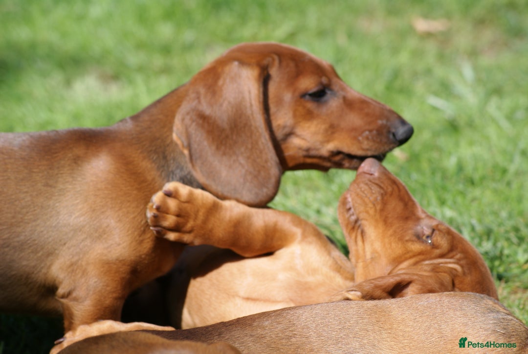 Dachshund dogs for sale: Dachshund Standard Smooth Haired in Boston - Image 7