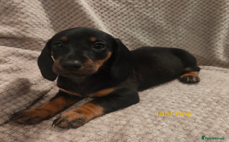 Dachshund dogs - Advert 2