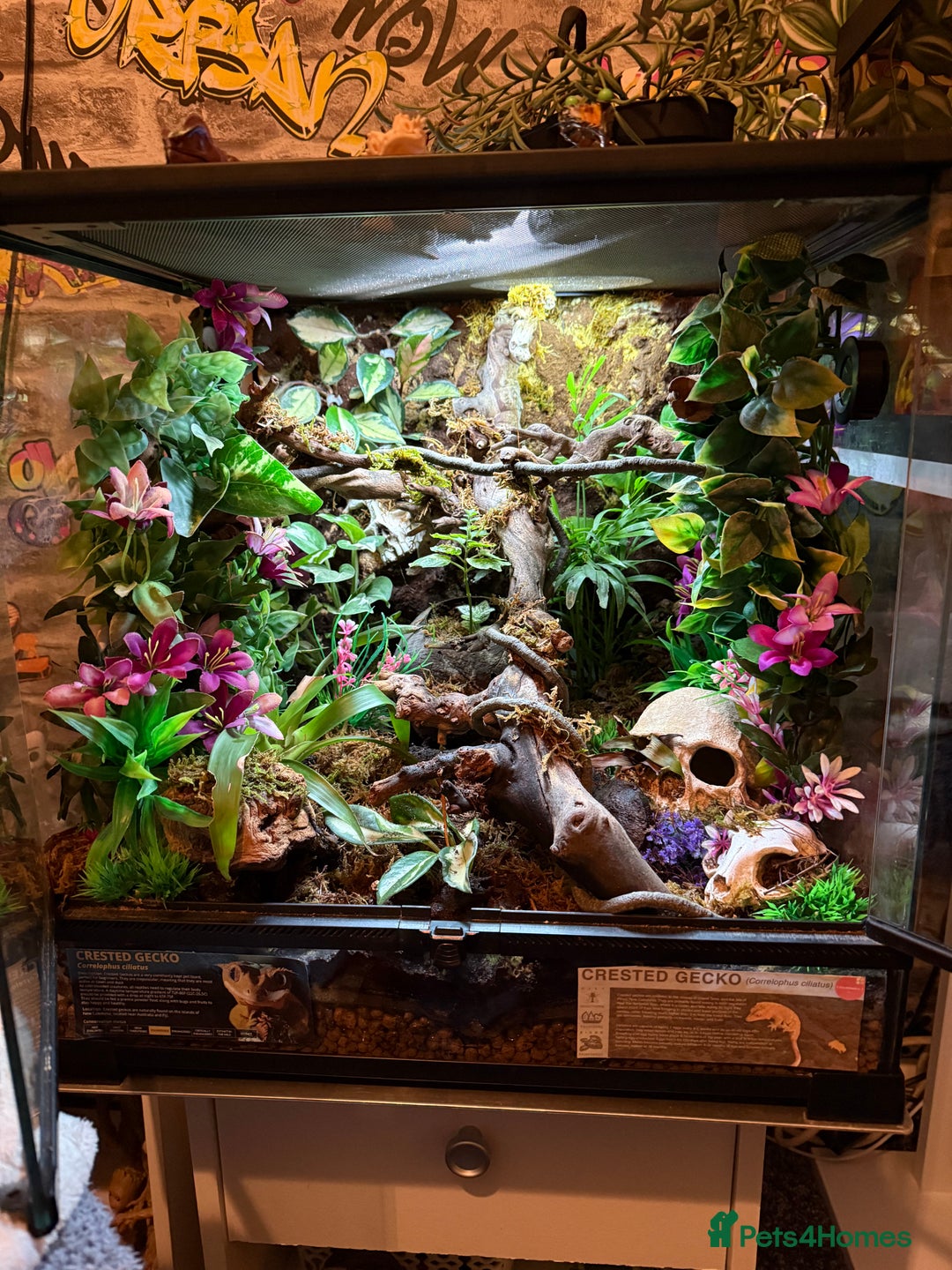 Gecko reptiles for sale: Apollo the Crested Gecko - Advert 2