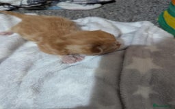 Mixed Breed cats for sale: Beautiful kittens - Image 6