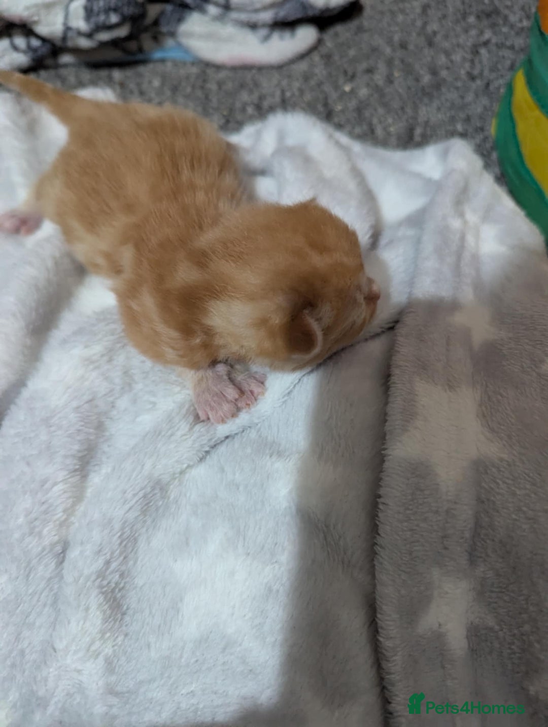 Mixed Breed cats for sale: Beautiful kittens - Image 6