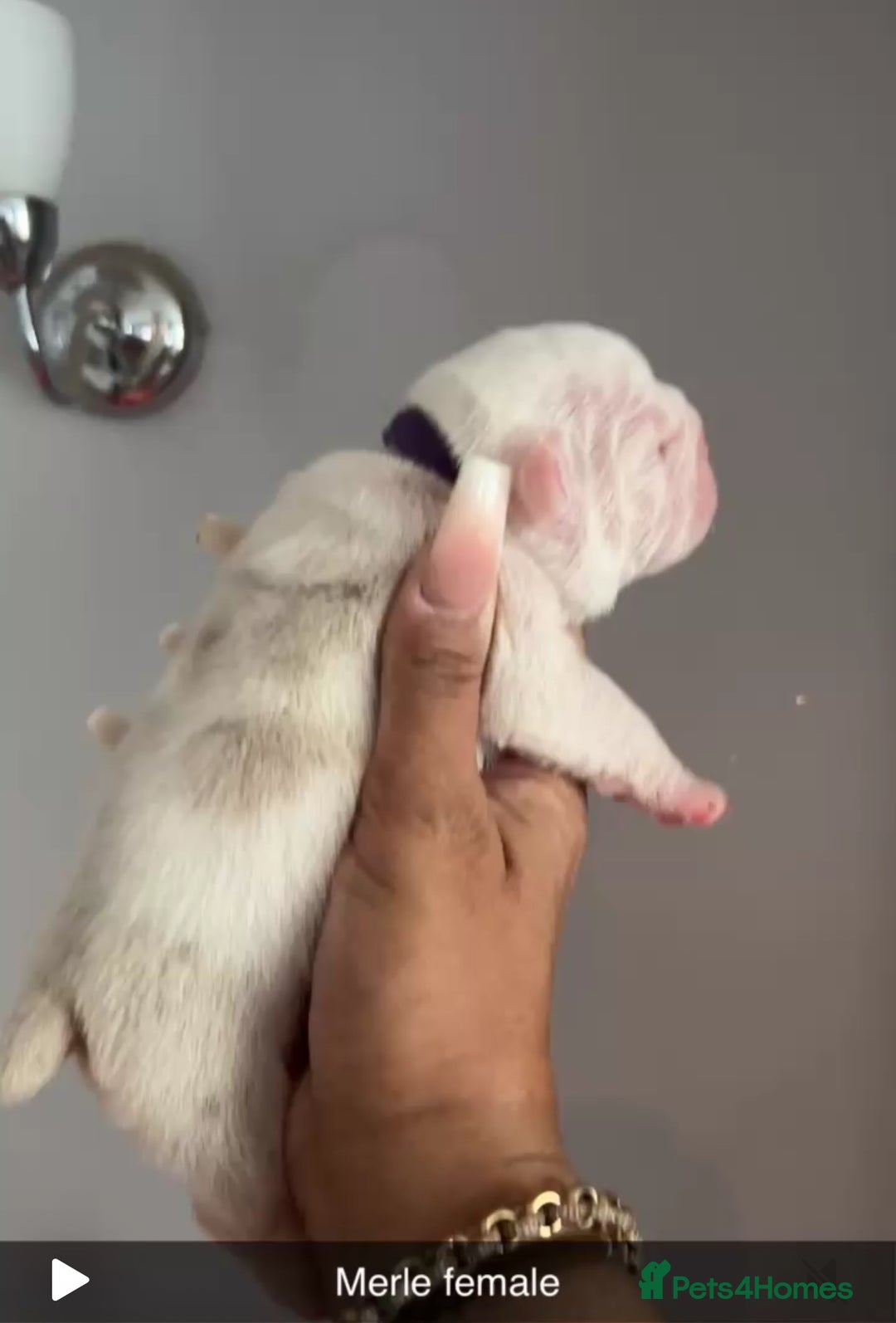 English Bulldog dogs for sale: Beautiful English bulldog puppies ***10/10DNA - Image 10