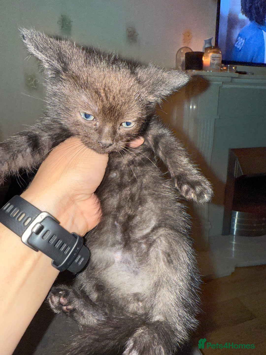 Scottish Fold cats for sale: Bella and Bruce - Advert 2