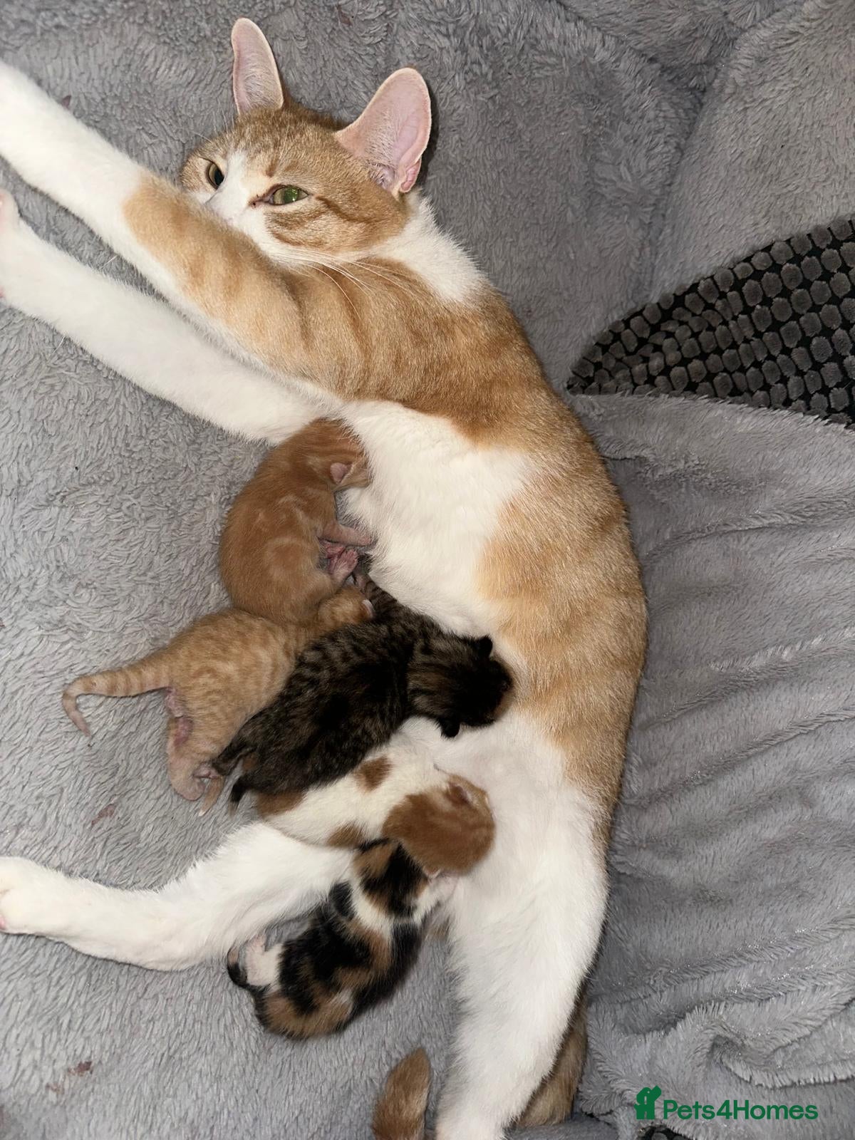 Mixed Breed cats Kitten for sale🐱💕 - Advert 2