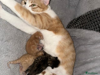 Mixed Breed cats Kitten for sale🐱💕 - Advert 2