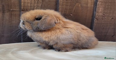 Mini Lop rabbits Stunning pure bred mini lops available.  - Advert 10