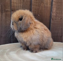 Mini Lop rabbits Stunning pure bred mini lops available. - Advert 3
