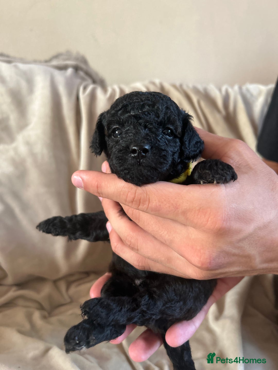 Cavapoo dogs for sale: Fully health tested Beautiful F1BB Cavapoo puppies - Image 2