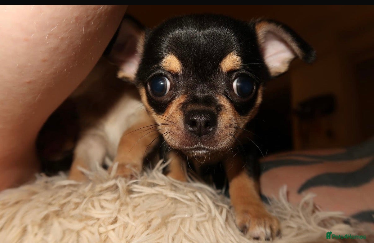 Chihuahua dogs Chihuahua puppies  - Advert 2