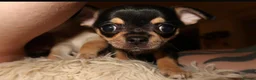 Chihuahua dogs for sale: Chihuahua puppies  - Advert 2