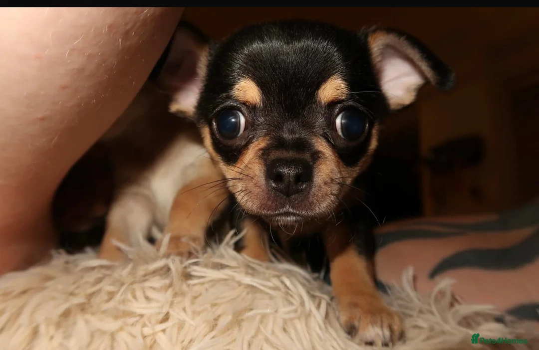 Chihuahua dogs for sale: Chihuahua puppies  - Advert 2