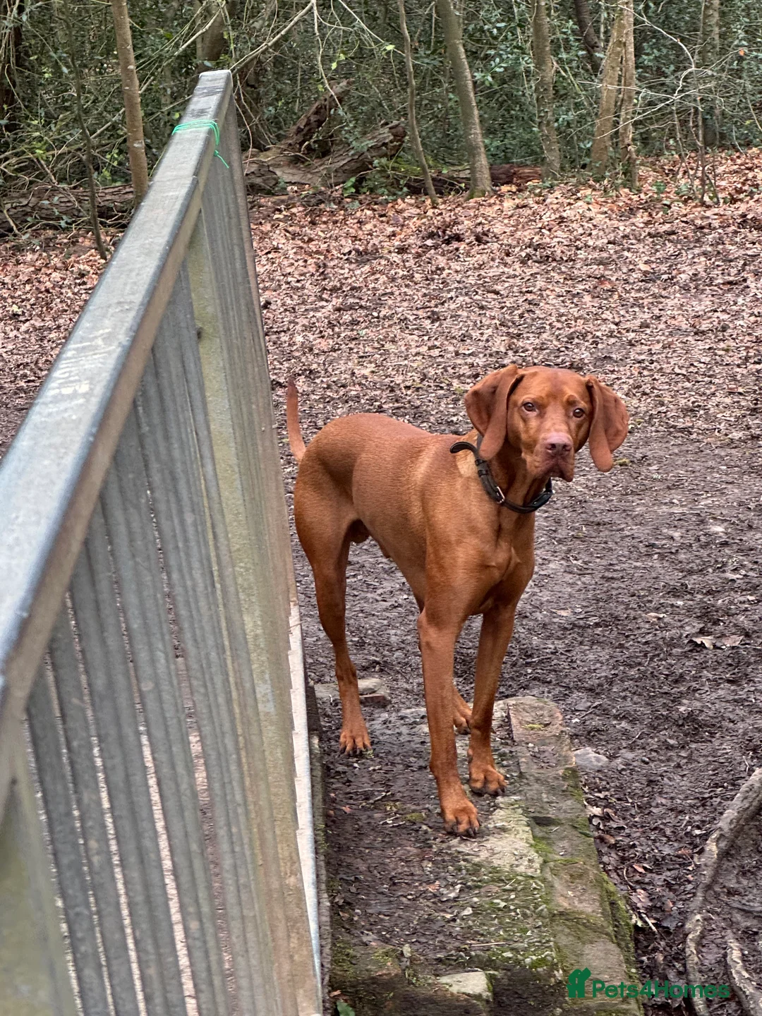 Hungarian Vizsla dogs for stud: KC Hungarian Vizsla  - Advert 4