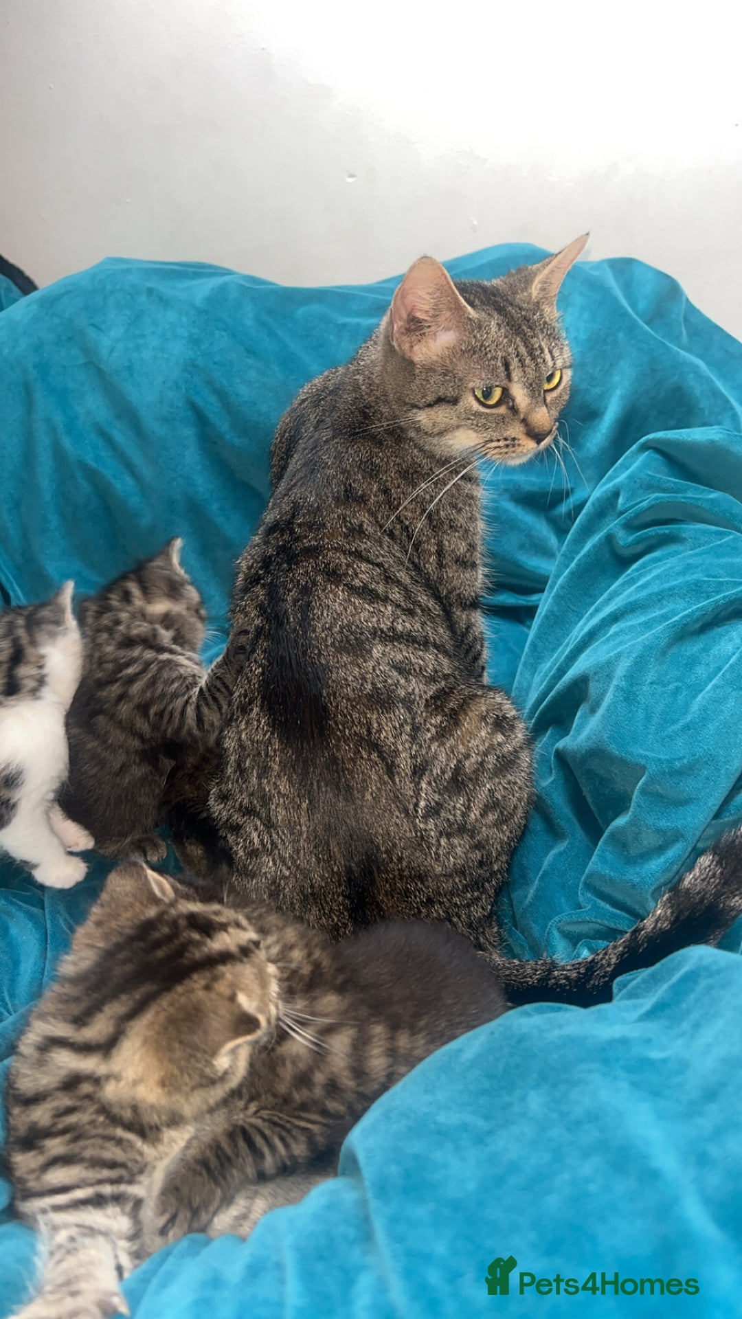 Mixed Breed cats for sale: 5 gorgeous kittens for reservation  - Advert 2