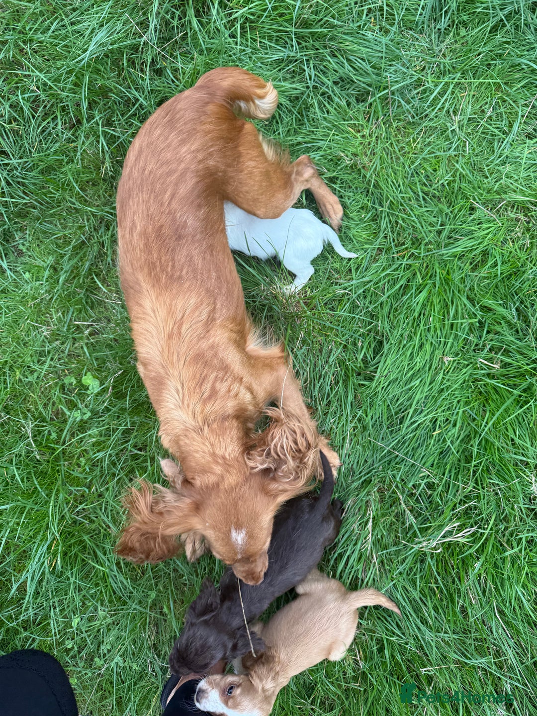 Cocker Spaniel dogs for sale: Worker cocker spaniel puppies for sale  - Image 16