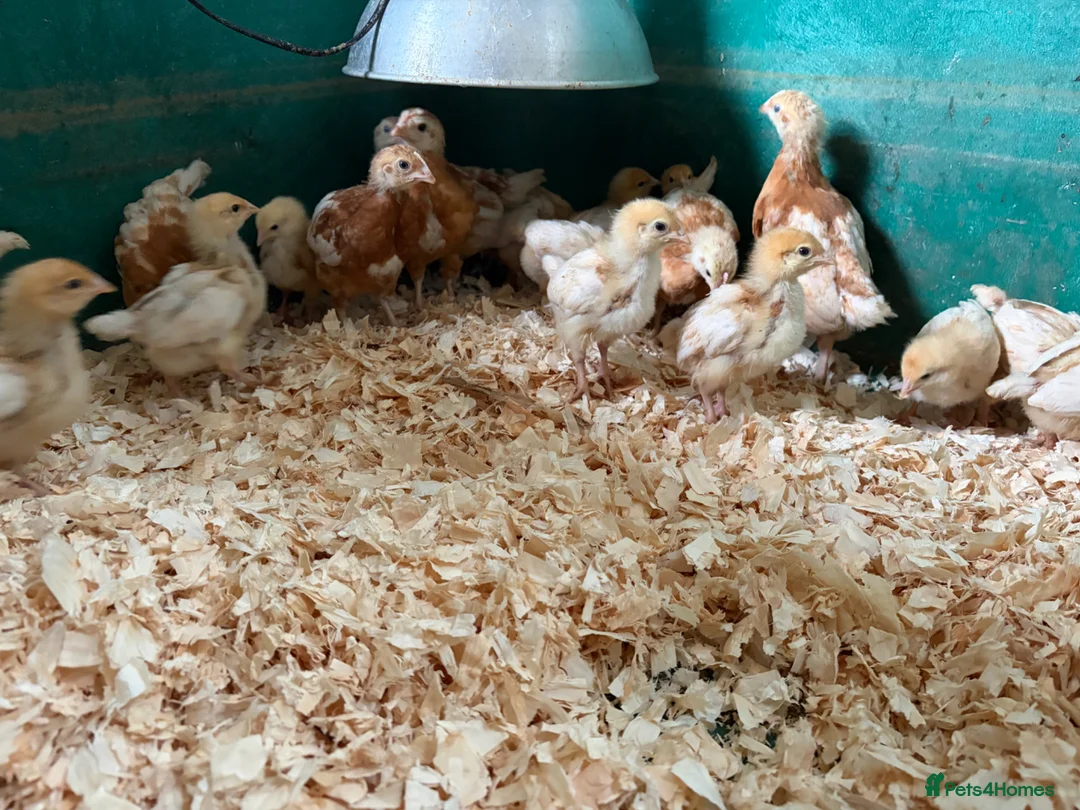 Chickens poultry for sale: Female chicks available  - Advert 2