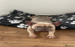 French Bulldog dogs for sale: French bull dog  - Advert 4