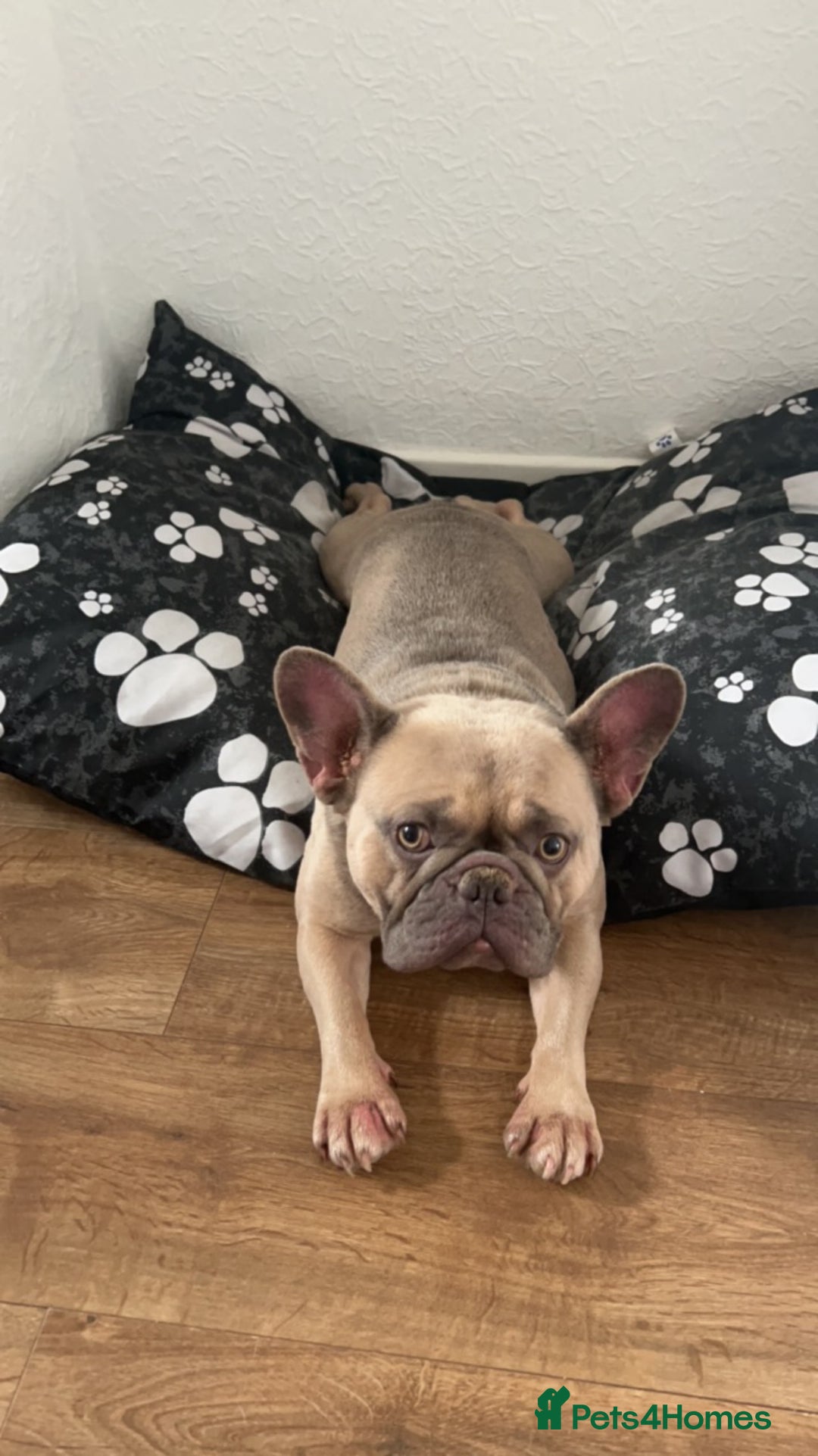 French Bulldog dogs for sale: French bull dog  - Advert 4