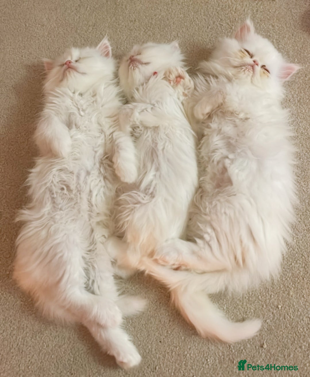 Persian cats for sale: ☆🕯️🏮 🍃Persian doll face kitten - ready now  - Advert 13