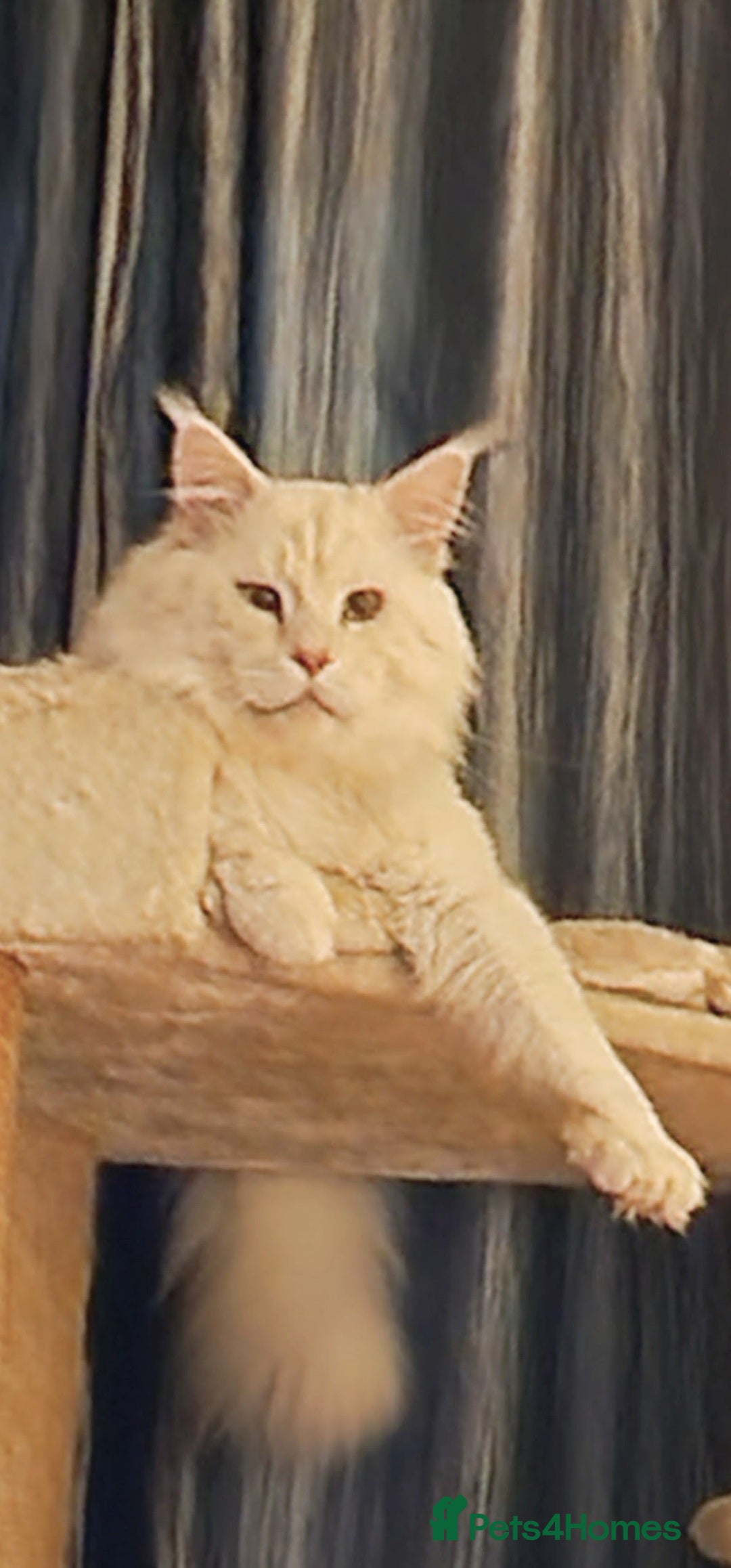 Maine Coon cats for sale: Maine Coon TICA reg kittens and Persian adult  - Image 12