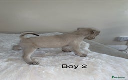 Mixed Breed dogs for sale: Chug puppies  - Image 10