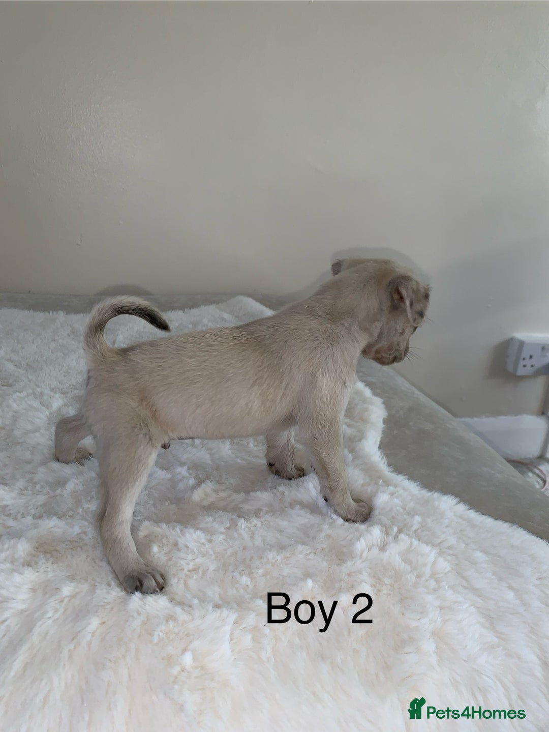Mixed Breed dogs for sale: Chug puppies  - Image 10