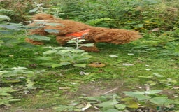 Toy Poodle dogs for sale: Red Toy poodle 7month Kc - Image 7