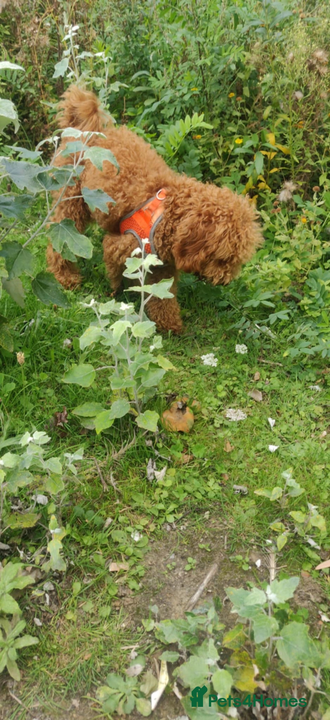 Toy Poodle dogs for sale: Red Toy poodle 7month Kc - Image 7