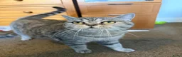 Scottish Fold cats for sale: Scotish Fold / Scotish straight - Advert 13