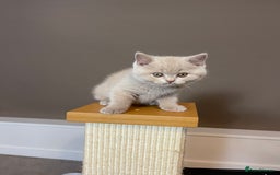 British Shorthair cats for sale: British Shorthair Kittens - Ready in 3 Weeks! - Image 13