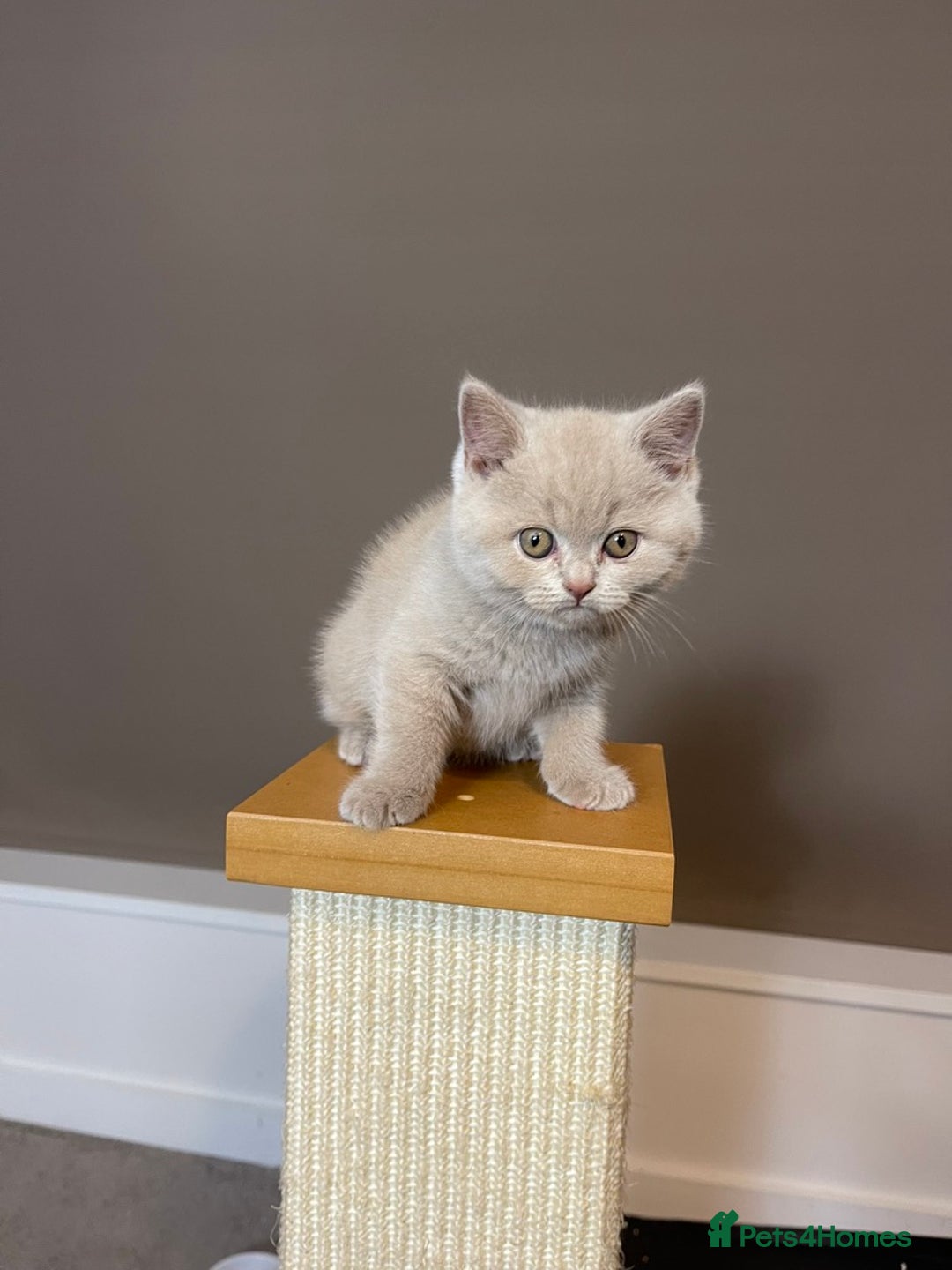 British Shorthair cats for sale: British Shorthair Kittens - Ready in 3 Weeks! - Image 13