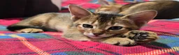 Abyssinian cats for sale: Stunning Kittens – Not to Miss - Advert 20