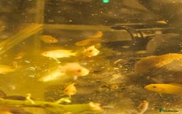 Cichlids fish for sale: Hybrid baby Malawi Cichlids  - Image 3