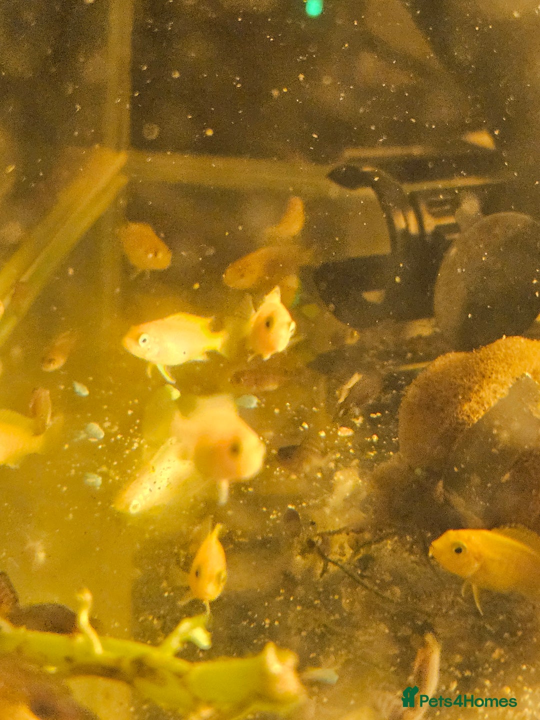 Cichlids fish for sale: Hybrid baby Malawi Cichlids  - Image 3
